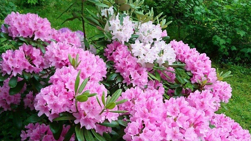 Ảnh thiên nhiên cây cối, động vật 1